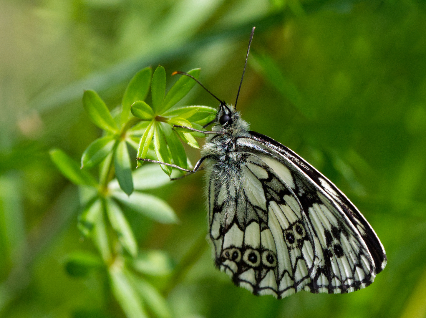 Schachbrettfalter