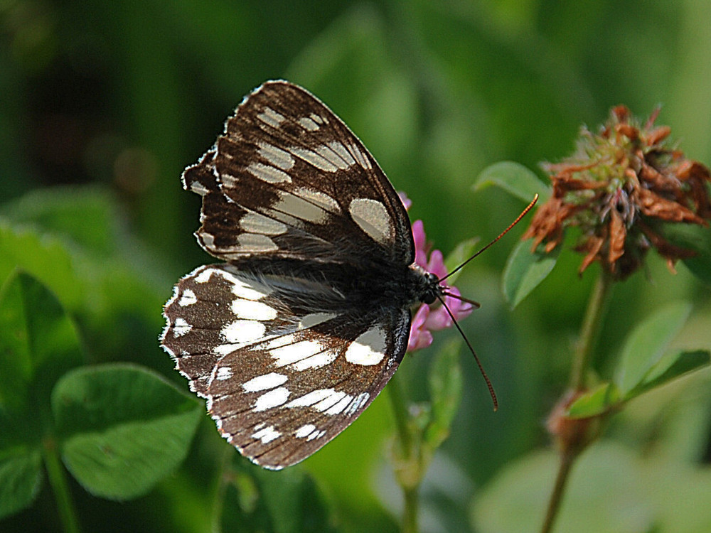 Schachbrettfalter