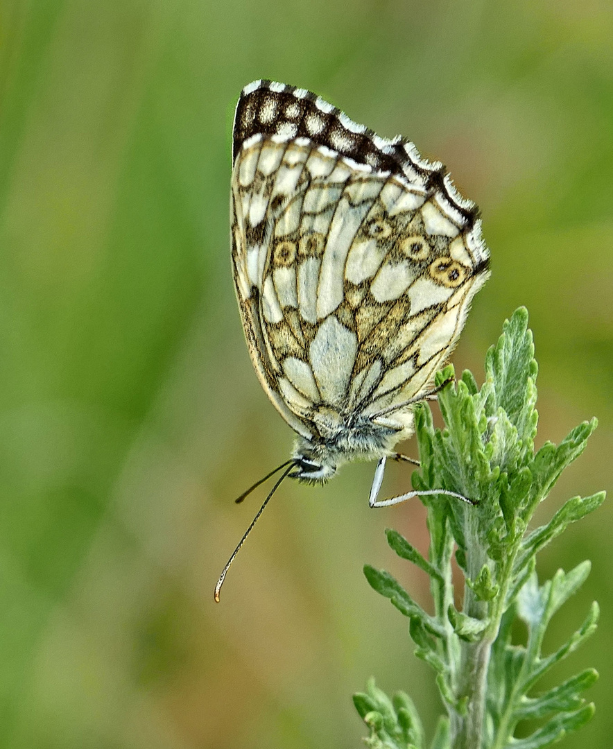 Schachbrettfalter