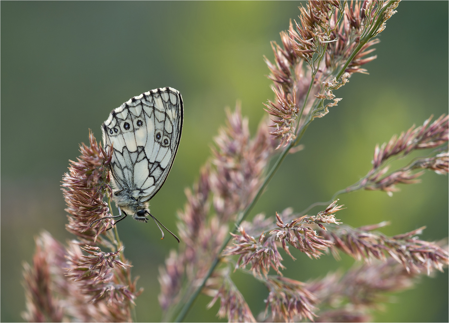 Schachbrettfalter