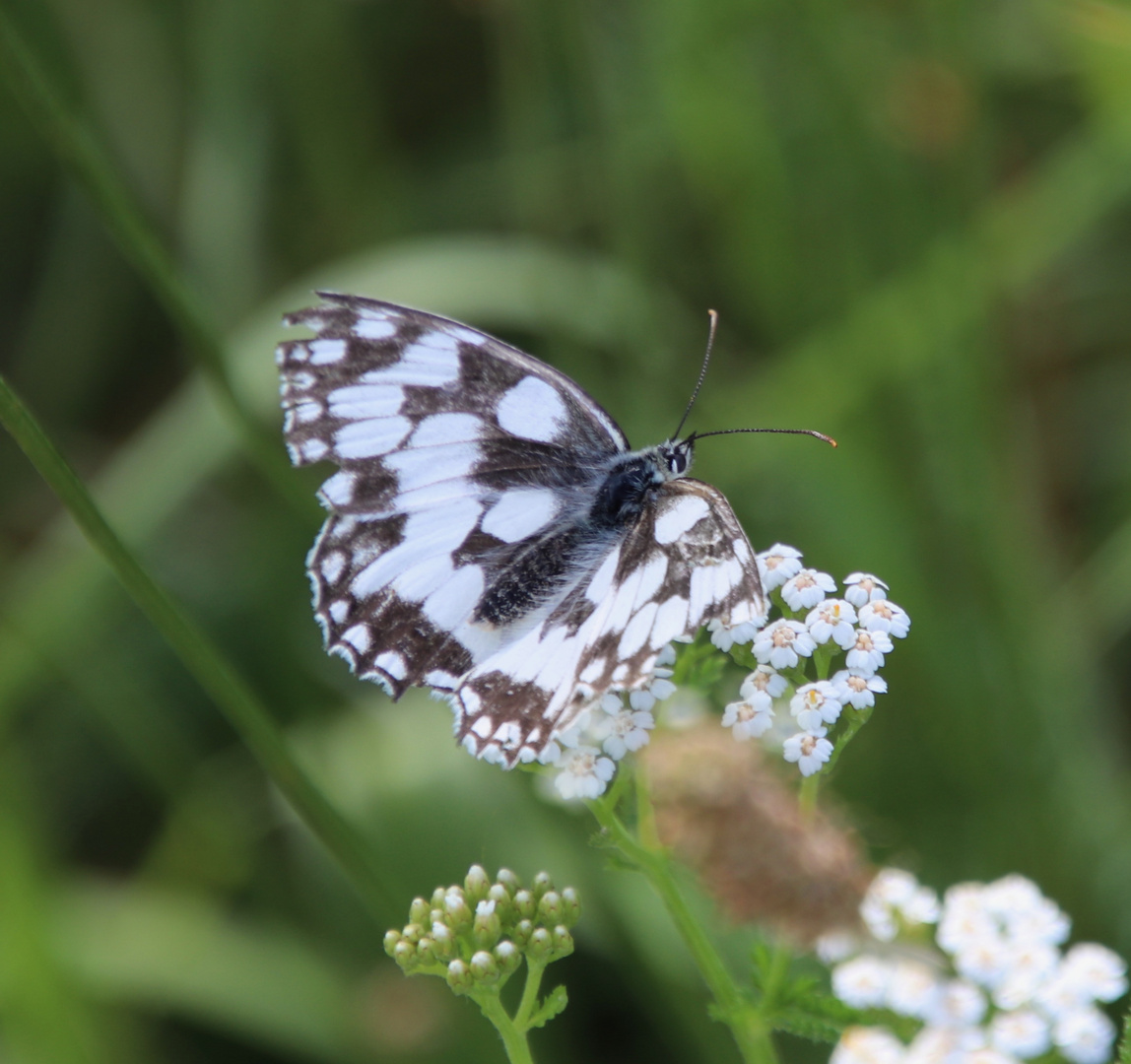 Schachbrettfalter