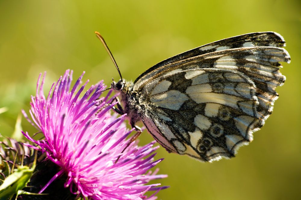 Schachbrettfalter von Spinnentier 