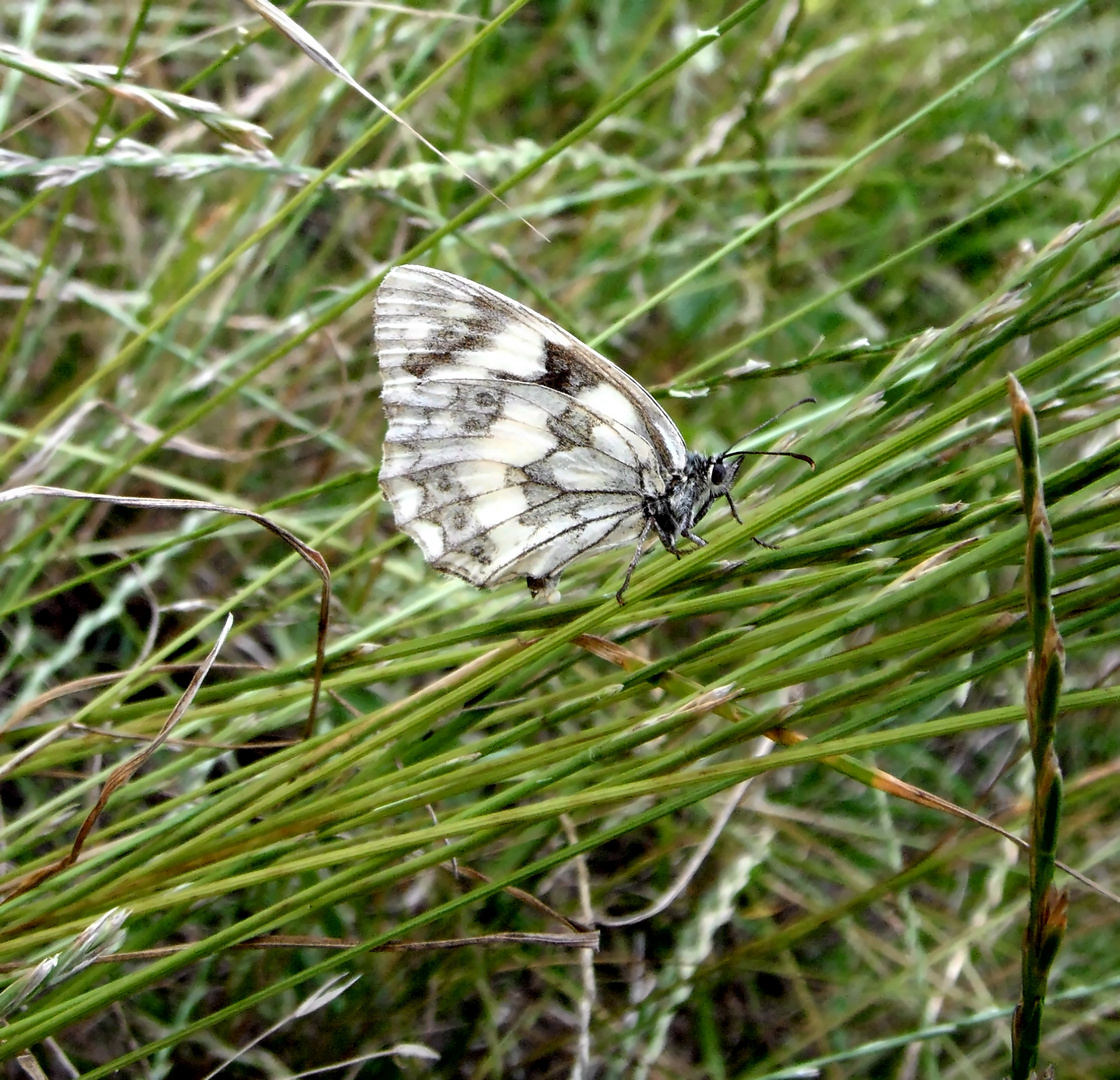 Schachbrettfalter