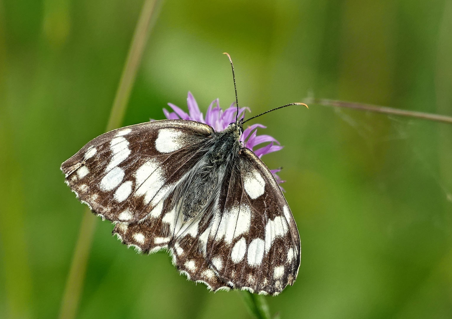 Schachbrettfalter