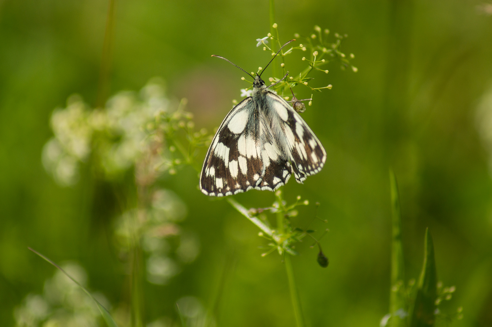 Schachbrettfalter