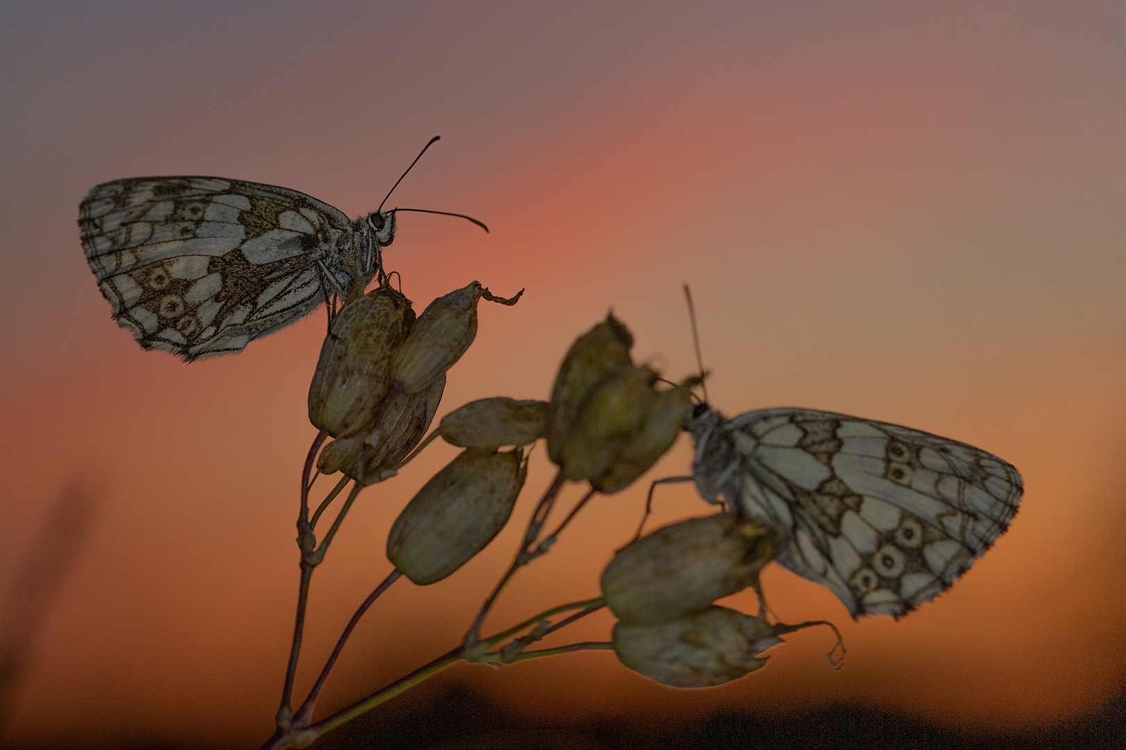 Schachbrettfalter am Abend 3