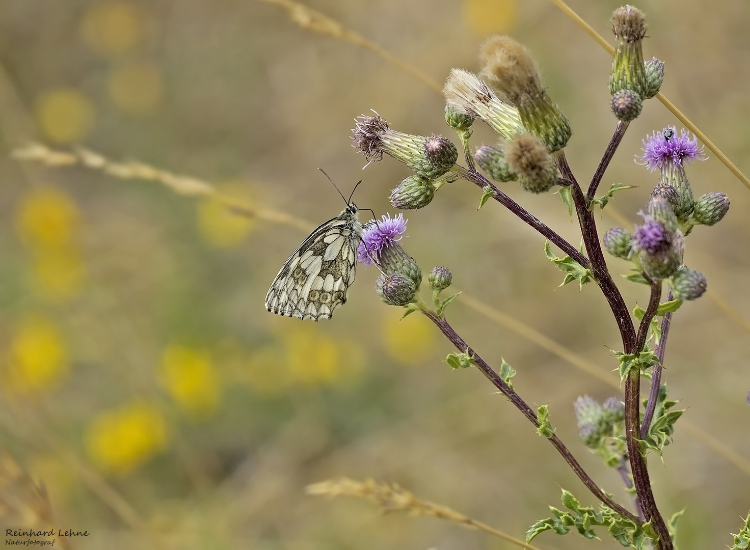  Schachbrettfalter an Acker-Kratzdistel 