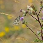  Schachbrettfalter an Acker-Kratzdistel 