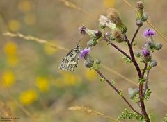  Schachbrettfalter an Acker-Kratzdistel 