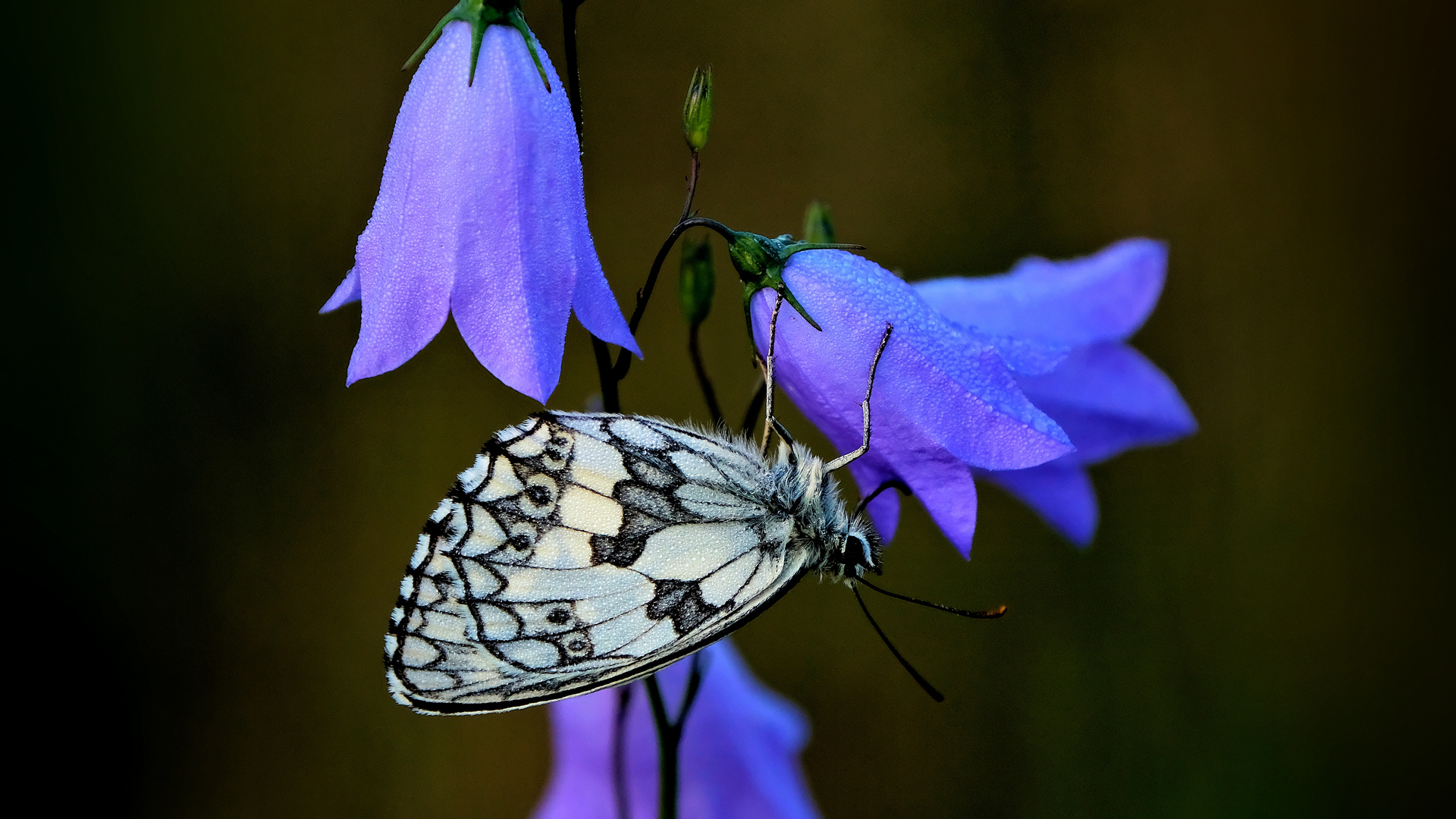 Schachbrettfalter an Glockenblume