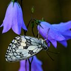 Schachbrettfalter an Glockenblume