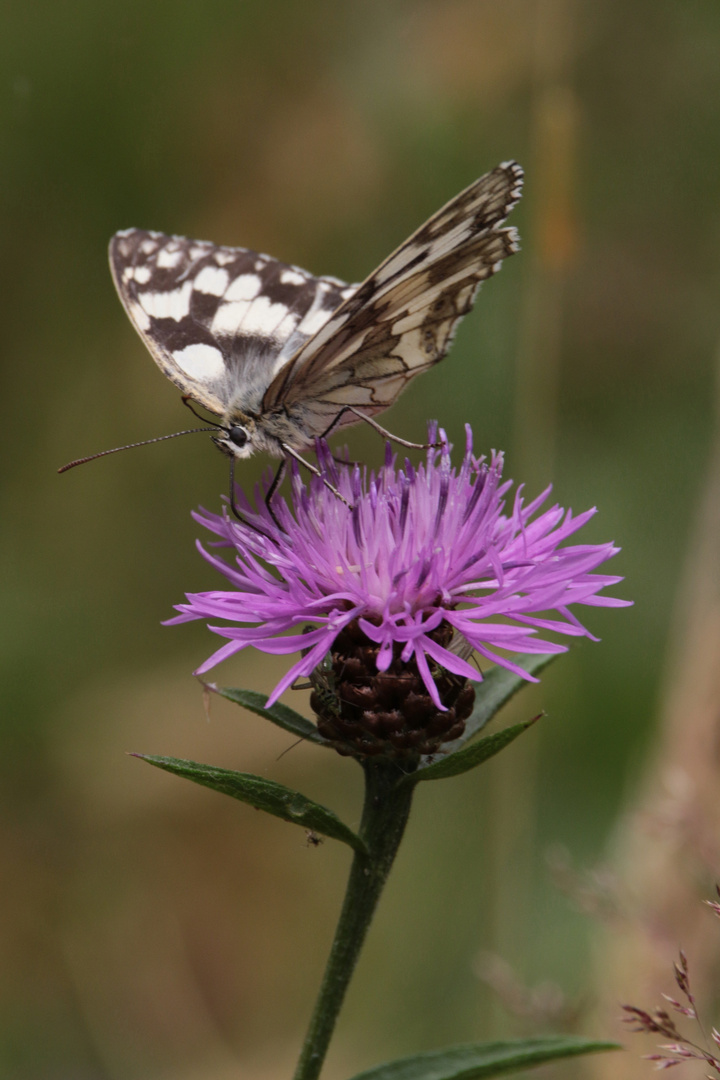 Schachbrettfalter an Wiesenflockenblume IMG_1192