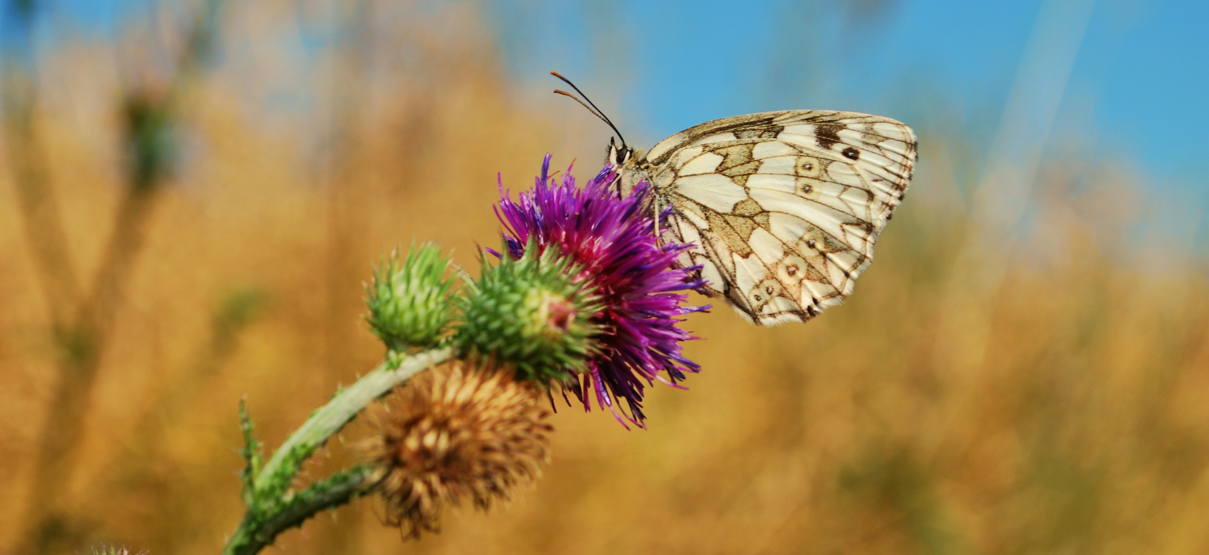 Schachbrettfalter auf Acker-Kratzdistel