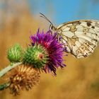 Schachbrettfalter auf Acker-Kratzdistel