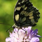 Schachbrettfalter auf Ackerwitwenblume