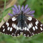 Schachbrettfalter auf blauer Blüte