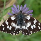 Schachbrettfalter auf blauer Blüte