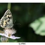 Schachbrettfalter auf Blüte