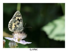 Schachbrettfalter auf Blüte