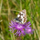 Schachbrettfalter auf Blüte