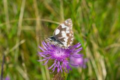 Schachbrettfalter auf Blüte