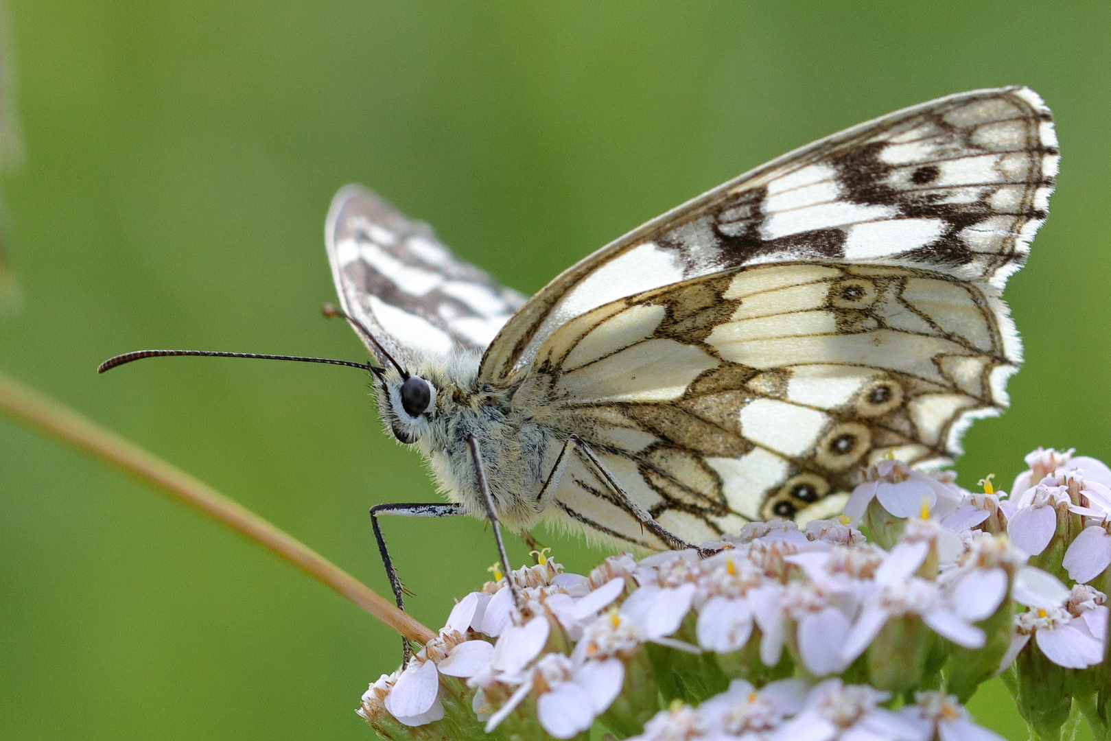 Schachbrettfalter auf der blühenden Wiese