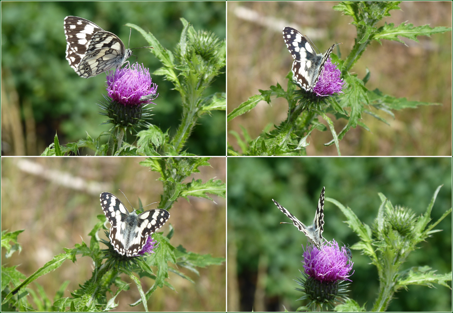 Schachbrettfalter auf der Distel