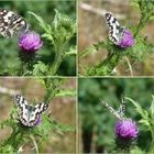 Schachbrettfalter auf der Distel