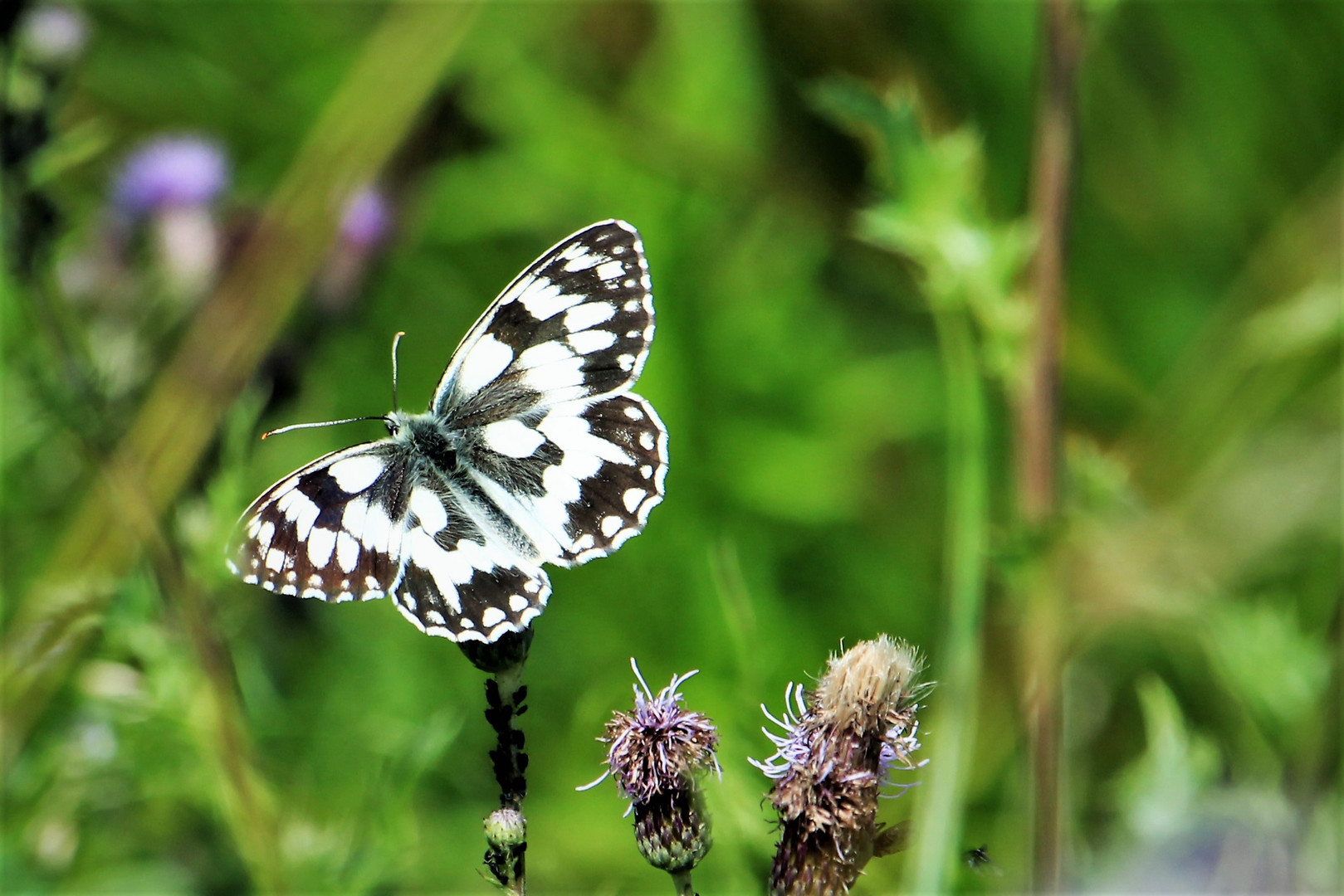 Schachbrettfalter auf der Wiese. 