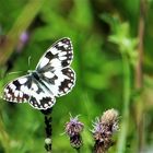 Schachbrettfalter auf der Wiese. 