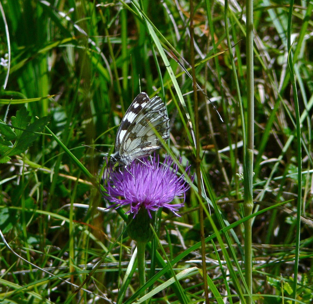 Schachbrettfalter auf Distel