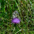 Schachbrettfalter auf Distel