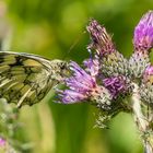 Schachbrettfalter auf Distel