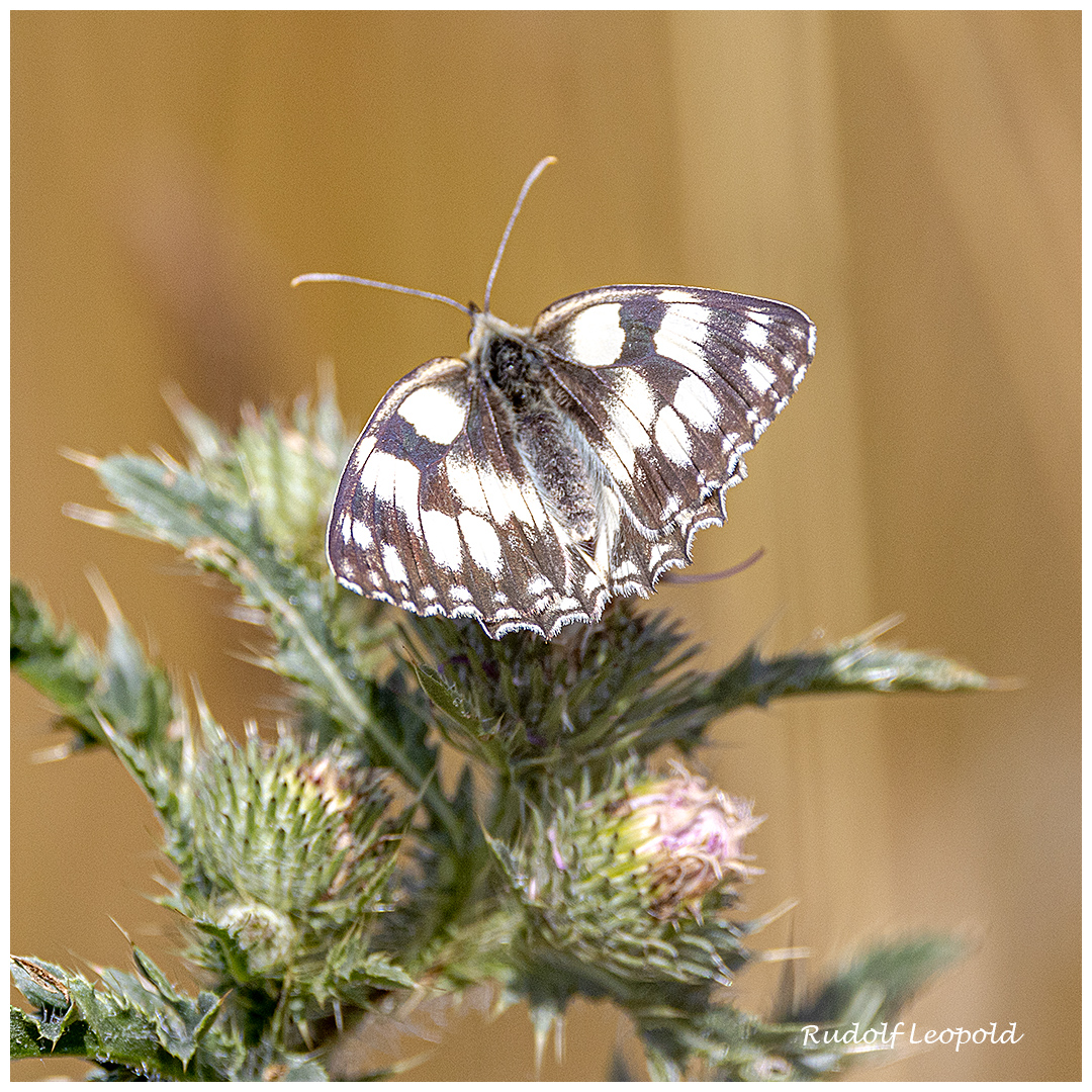 Schachbrettfalter auf Distel