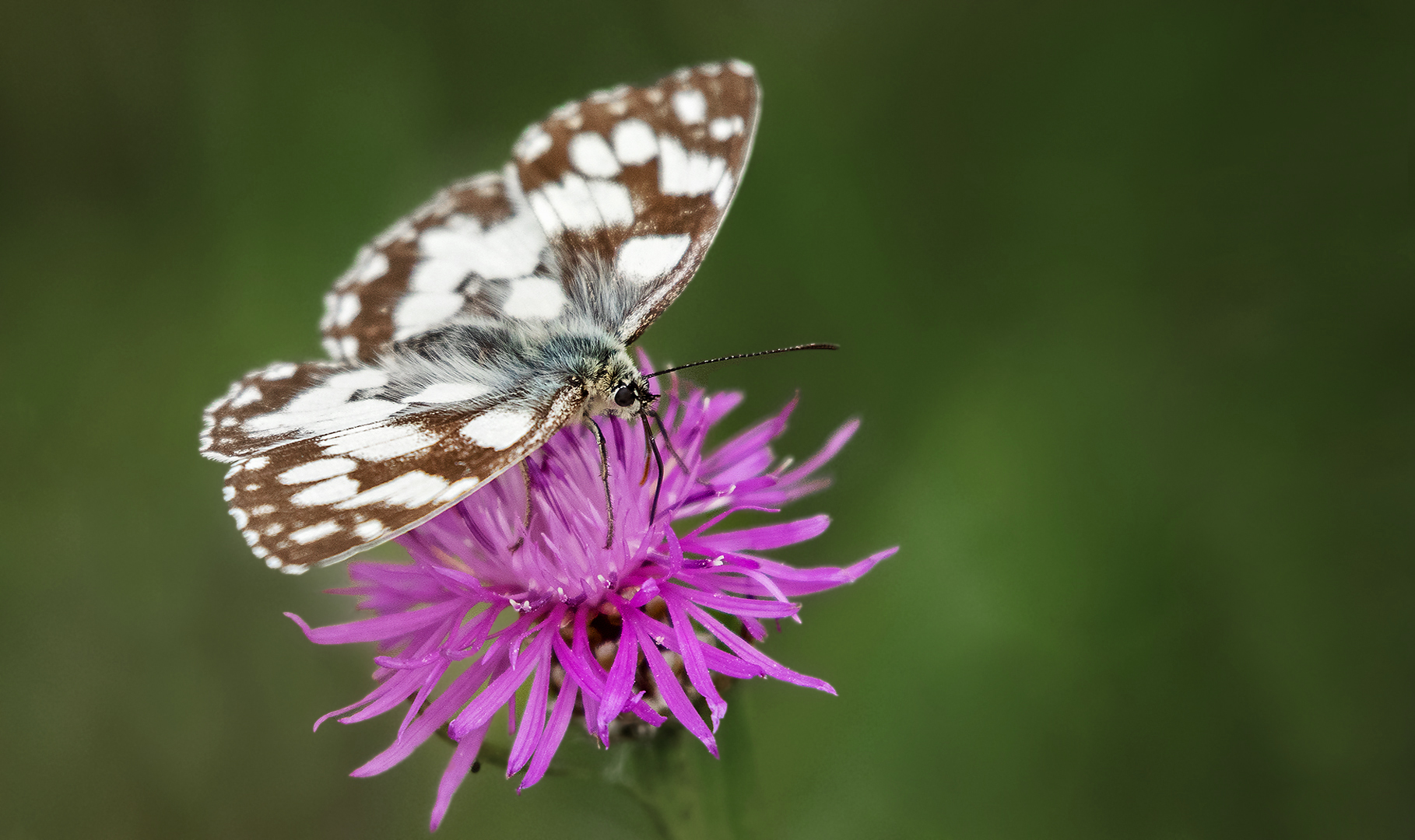 Schachbrettfalter auf Distelblüte 001 