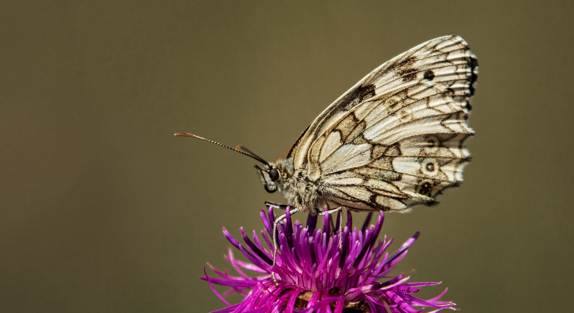 Schachbrettfalter auf Distelblüte 001