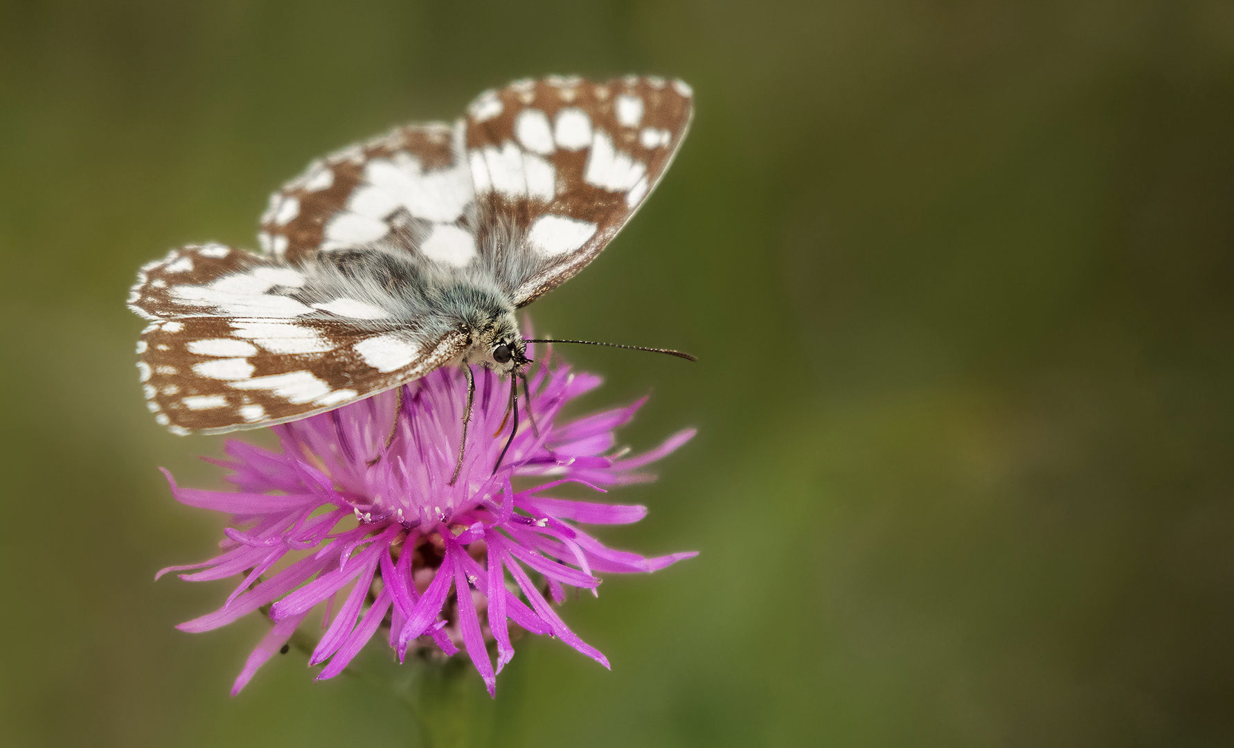 Schachbrettfalter auf Distelblüte 002 