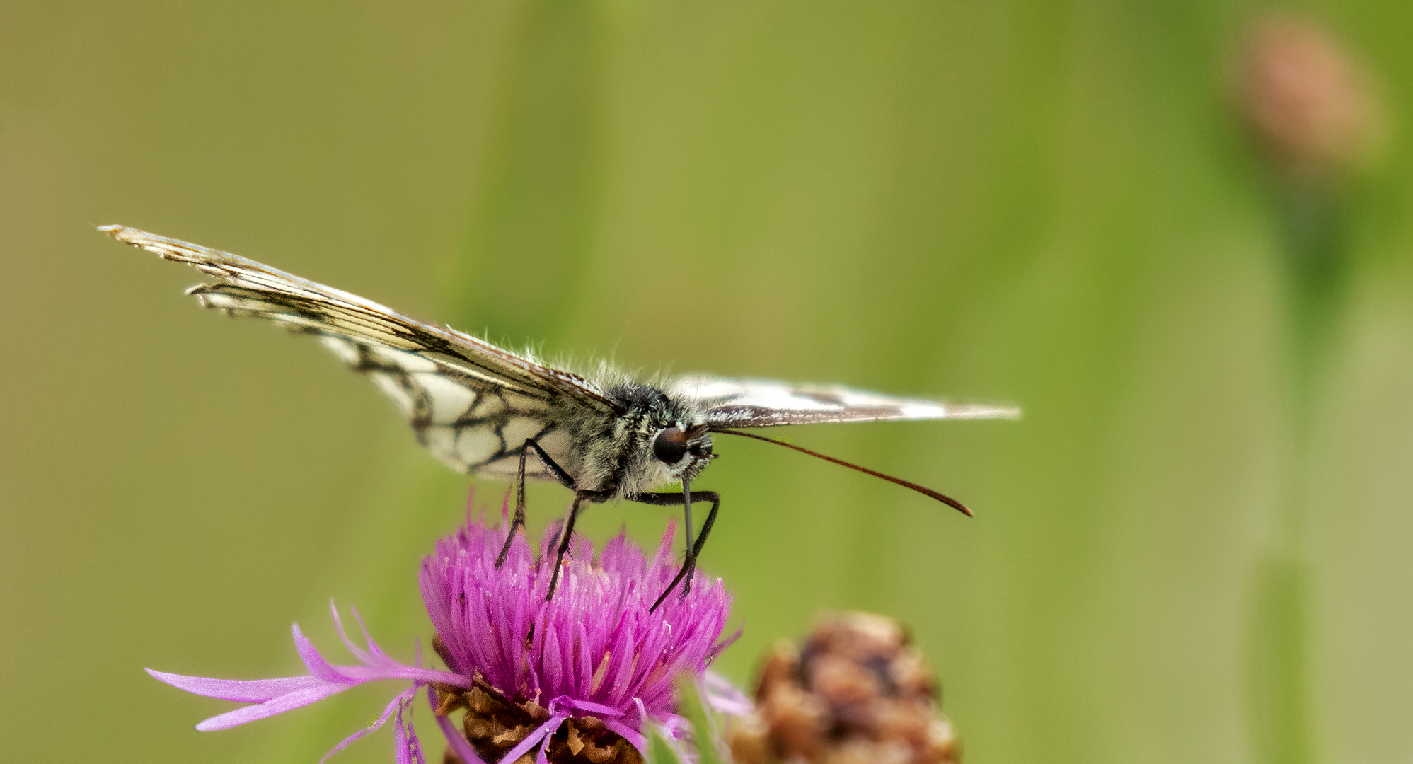 Schachbrettfalter auf Distelblüte 008