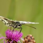 Schachbrettfalter auf Distelblüte 008