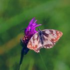 Schachbrettfalter auf Distelblüte