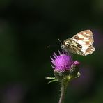 Schachbrettfalter auf Distelblüte