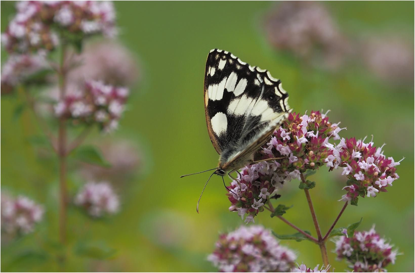 Schachbrettfalter auf Dost Foto & Bild | sommer, makro ...