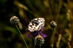 Schachbrettfalter auf einer Distel