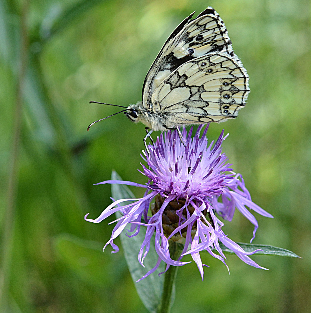 Schachbrettfalter auf einer Flockenblume