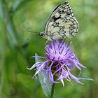 Schachbrettfalter auf einer Flockenblume