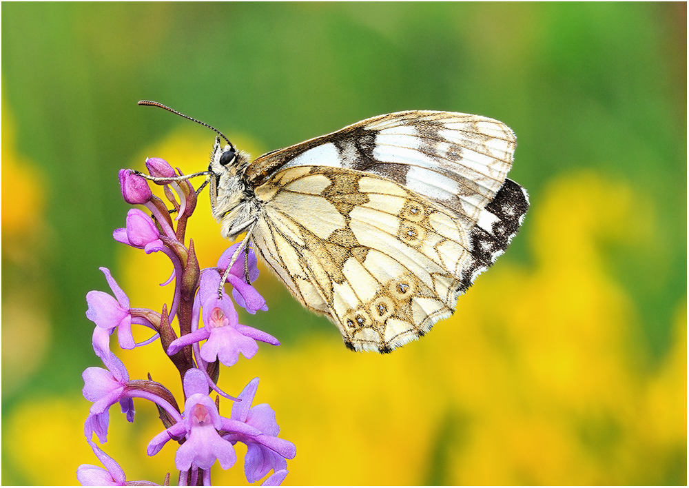 Schachbrettfalter auf einer Orchidee