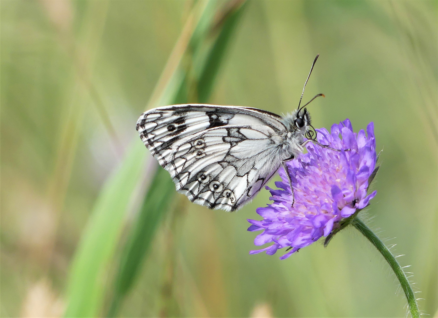 Schachbrettfalter auf einer Witwenblume