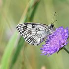 Schachbrettfalter auf einer Witwenblume