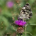 Schachbrettfalter auf Flockenblume