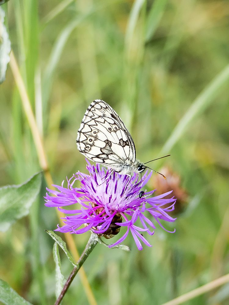 Schachbrettfalter auf Flockenblume